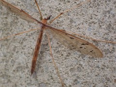 Tricyphona