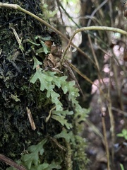 Hymenophyllales