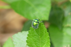Trichochrysea