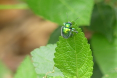 Trichochrysea