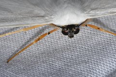 Sericoptera virginaria