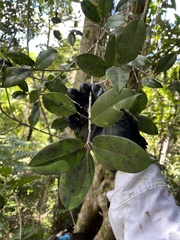 Ficus americana