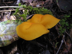 Hymenogloea papyracea