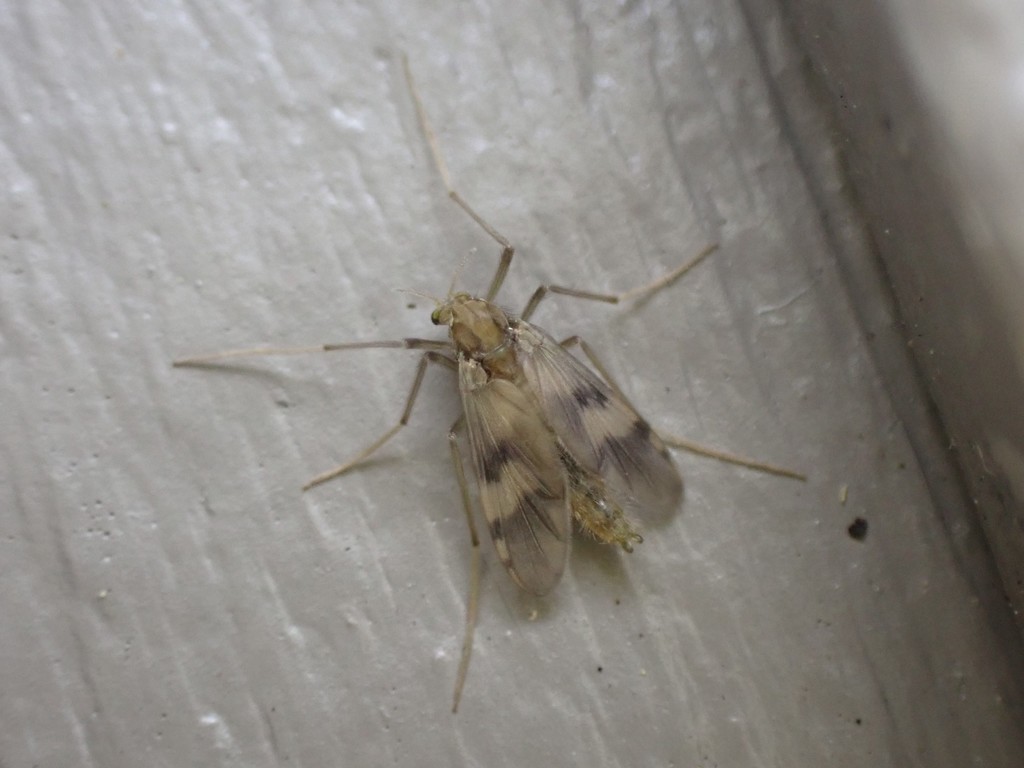 Psectrotanypus discolor