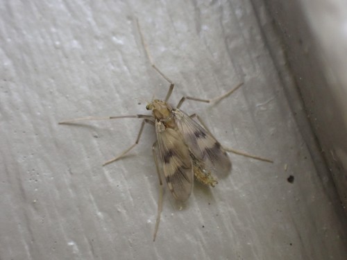 Psectrotanypus discolor