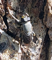 Myolepta