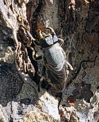 Myolepta