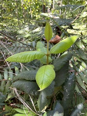 Myrcia fenzliana