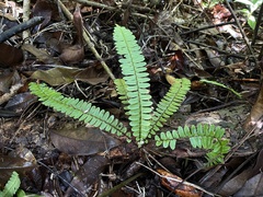 Nephrolepis rivularis