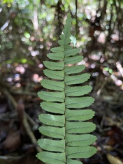 Nephrolepis rivularis