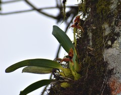 Maxillaria meleagris