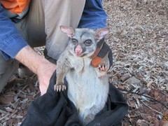 Trichosurus vulpecula hypoleucus
