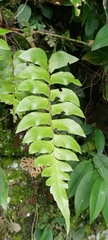 Polystichum lepidocaulon
