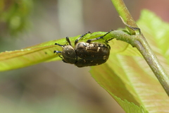 Goliathopsis ferreroi