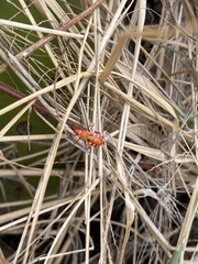 Dysdercus cingulatus