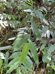 Olyra latifolia