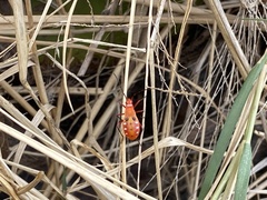 Dysdercus cingulatus