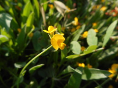 Scorpiurus muricatus