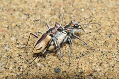 Cicindela limbata nympha