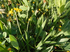 Scorpiurus muricatus