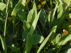 Scorpiurus muricatus