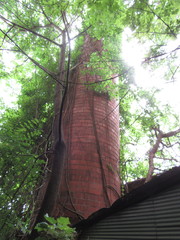Magnoliopsida