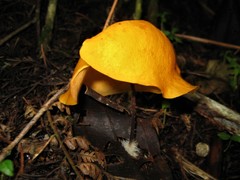 Hymenogloea papyracea