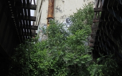 Ailanthus altissima
