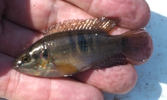 Hemichromis
