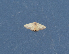 Idaea kendallaria
