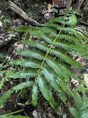 Cyathea horrida