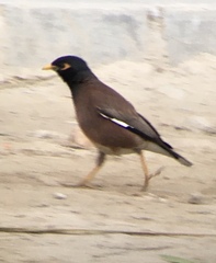 Acridotheres tristis