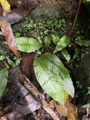 Hypoderris brownii