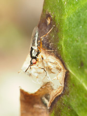 Prochyliza xanthostoma