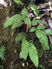 Hypoderris brownii