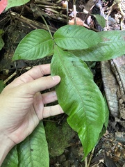 Hypoderris brownii