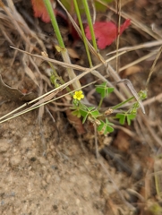 Oxalis laxa