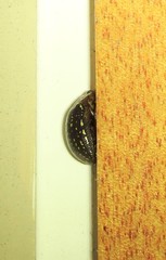 Paropsisterna cernua