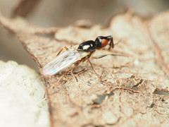 Prochyliza xanthostoma