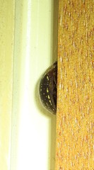 Paropsisterna cernua