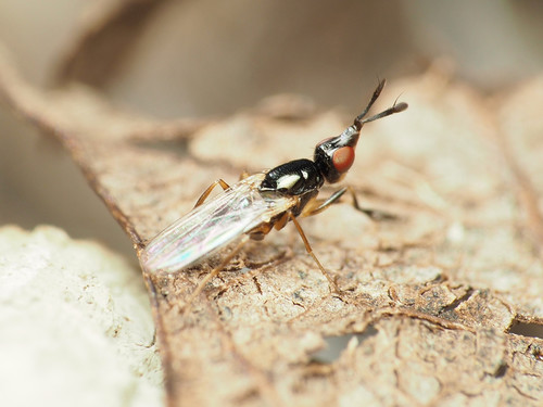 Waltzing Fly photo 2