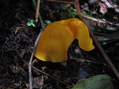 Hymenogloea papyracea