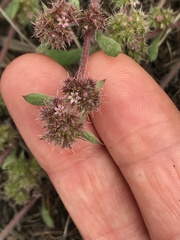 Chorizanthe cuspidata cuspidata