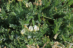 Astragalus miser oblongifolius