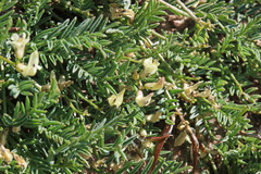 Astragalus miser oblongifolius