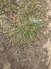 Chorizanthe cuspidata cuspidata