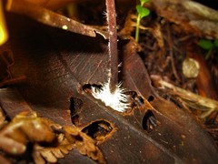 Hymenogloea papyracea