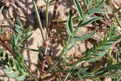 Astragalus miser oblongifolius