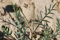Astragalus miser oblongifolius