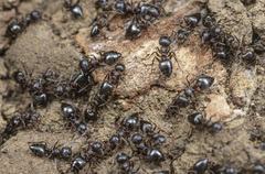 Crematogaster coarctata